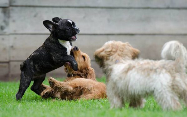 Como os cachorros se comunicam uns com os outros?