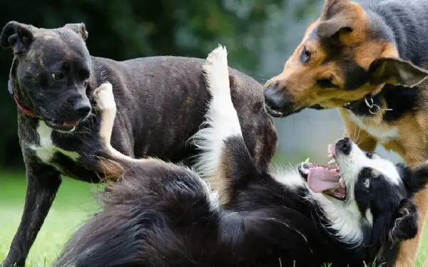 Como os cachorros se comunicam uns com os outros?