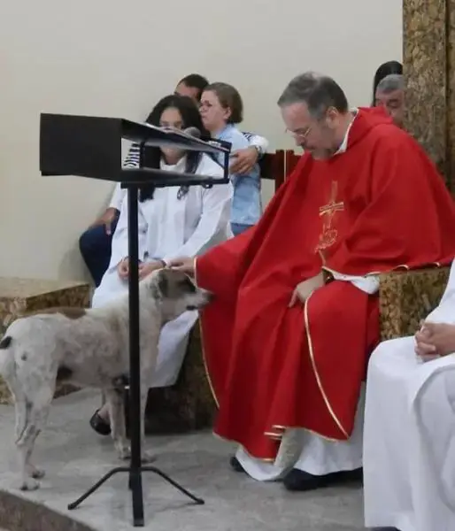 Padre-brasileiro-deixa-caes-na-igreja