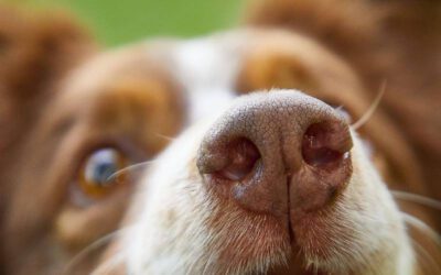 Por que os cachorros vivem cheirando virilhas e traseiros?
