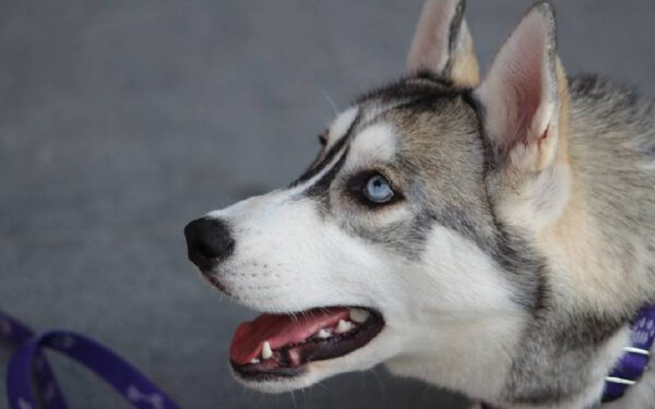 Seu cachorro é ligado a você? Descubra aqui