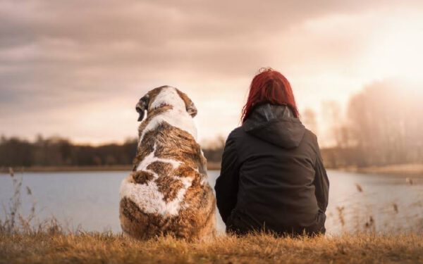 Seu cachorro é ligado a você? Descubra aqui