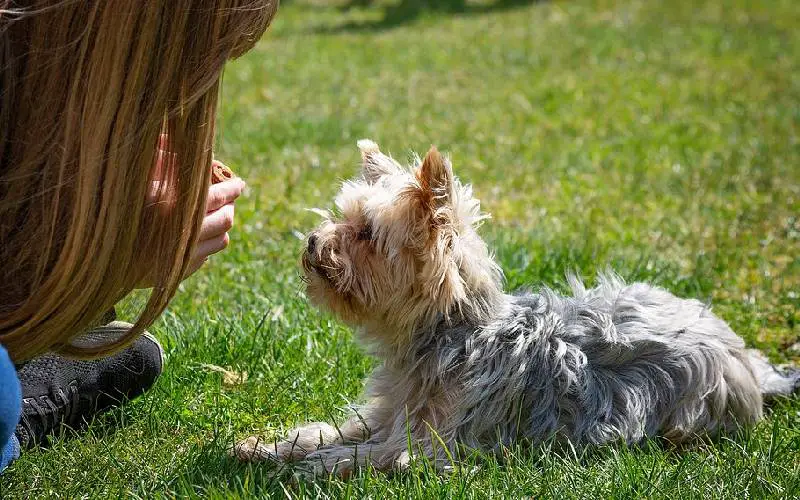 Viver com cachorros prolonga a vida humana