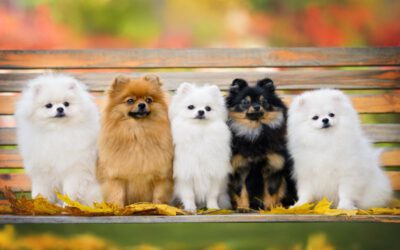 As-cores-do-lulu-da-Pomerania