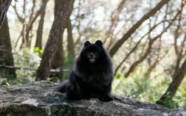 As cores do lulu da Pomerânia (Spitz Alemão)