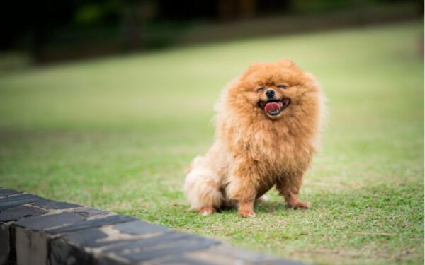 As cores do lulu da Pomerânia (Spitz Alemão)