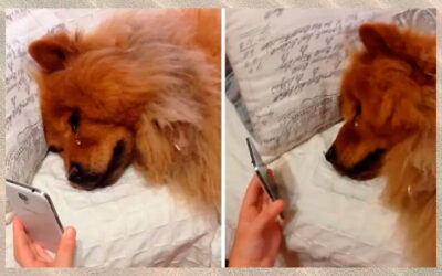 Cachorro chora ao receber videochamada. Mas afinal, cachorros entendem vídeos e fotos?