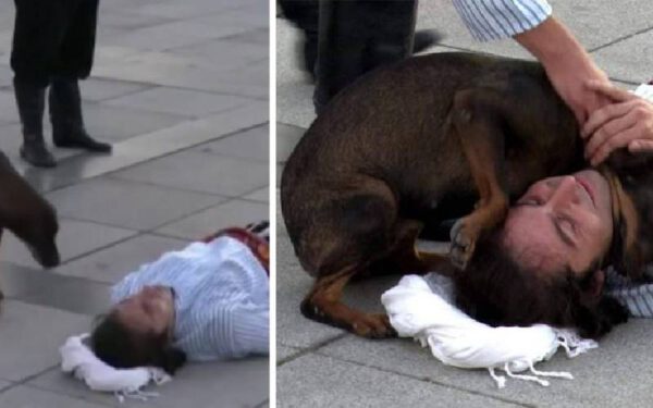 Cachorro de rua interrompe teatro para consolar ator “ferido”