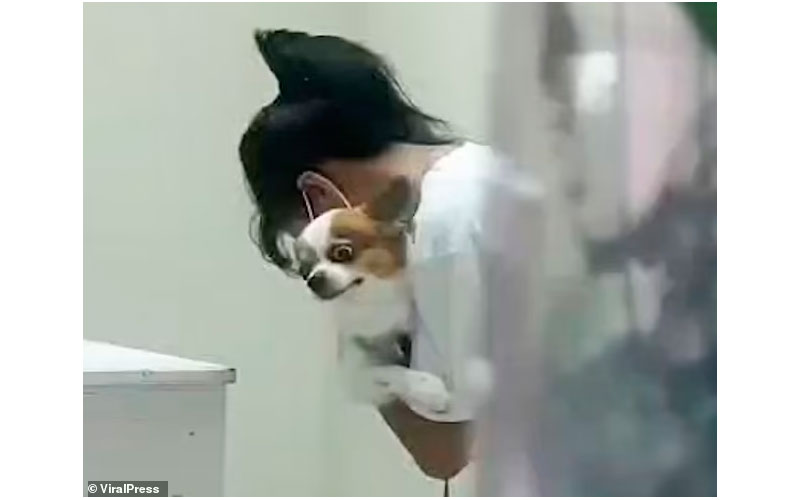 Cachorro tem expressões hilárias ao ser vacinado Cachorro-faz-cara-de-dor-ao-ser-vacinado