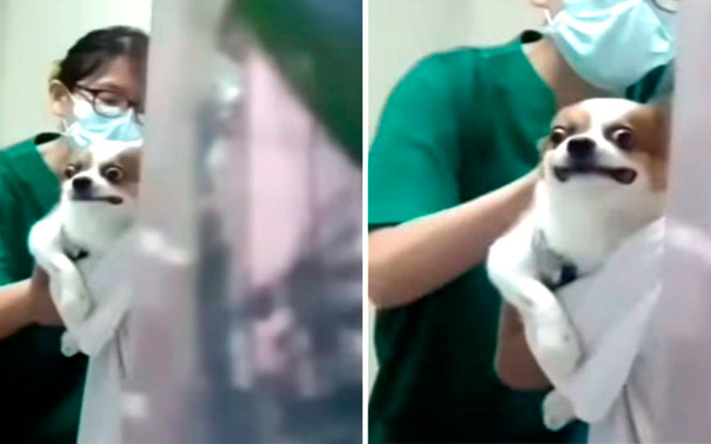 Cachorro-faz-cara-de-dor-ao-ser-vacinado