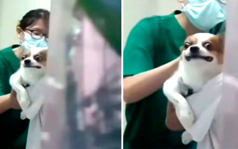 Cachorro tem expressões hilárias ao ser vacinado Cachorro-faz-cara-de-dor-ao-ser-vacinado