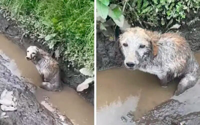 Cachorro preso em vala de esgoto apenas olhava para as pessoas que passavam na esperança que alguém pudesse ajudar…