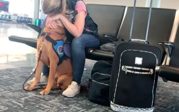 Cachorro terapeuta reconhece ataque do pânico e conforta a tutora de forma adorável Cachorro-terapeuta-conforta-a-tutora