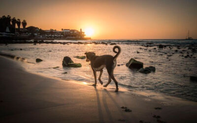 Caes-de-rua-pelas-lentes-de-um-fotografo