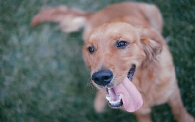 Como-acalmar-um-cachorro-que-quer-cruzar