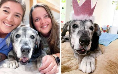 Amigas adotam cachorra idosa e fazem de seus últimos dias os melhores