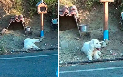 Este-cachorro-se-recusa-a-deixar-o-local-do-acidente-de-seu-tutor