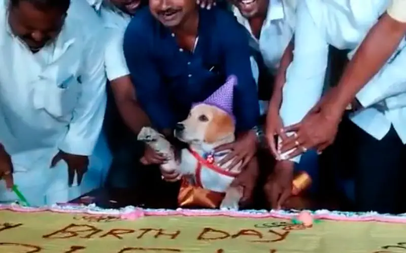 Cachorro ganha aniversário com bolo de 100 kg e 4000 convidados Indiano-celebra-aniversario-do-cachorro-em-grande-estilo