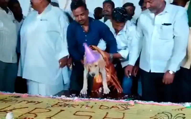 Cachorro ganha aniversário com bolo de 100 kg e 4000 convidados Indiano-celebra-aniversario-do-cachorro-em-grande-estilo
