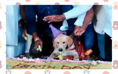 Indiano-celebra-aniversario-do-cachorro-em-grande-estilo