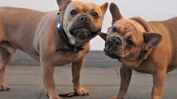 Por quanto tempo uma cachorra fica no cio?