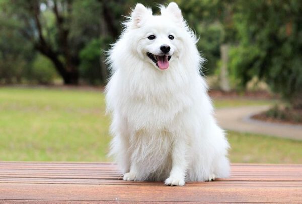 Por quanto tempo uma cachorra fica no cio?