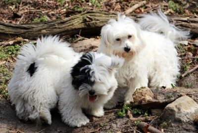 Quanto-tempo-uma-cachorra-fica-no-cio