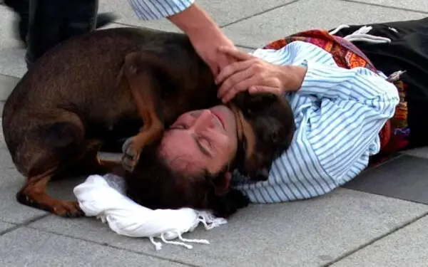 Cachorro de rua interrompe teatro para consolar ator “ferido”