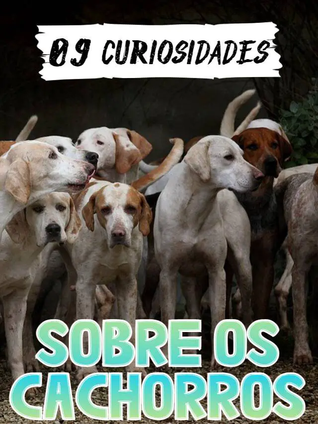 09 curiosidades sobre os cães