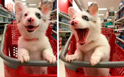 A felicidade do cãozinho ao visitar pela primeira visita um supermercado