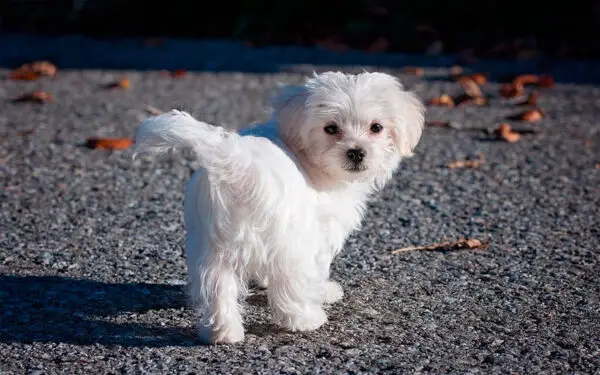 Síndrome do cachorro pequeno