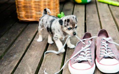 A-sindrome-do-cachorro-pequeno