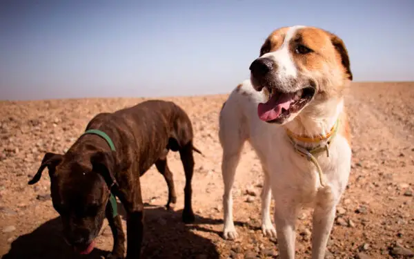 Adotar dois cães ao mesmo tempo: prós e contras