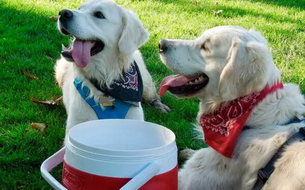 Adotar dois cães ao mesmo tempo: prós e contras