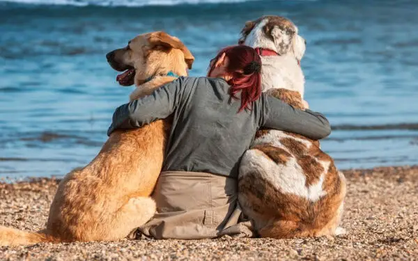 Adotar dois cães ao mesmo tempo: prós e contras