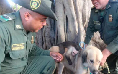 Cachorra-abandonada-adota-macaco-prego-como-seu-proprio-filho