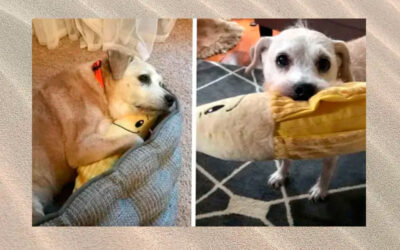 Cachorra de 20 anos ainda adora aconchegar-se com sua banana de pelúcia