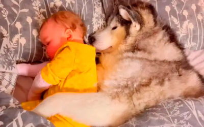 Cachorra derrete corações abraçando sua irmãzinha enquanto ela dorme