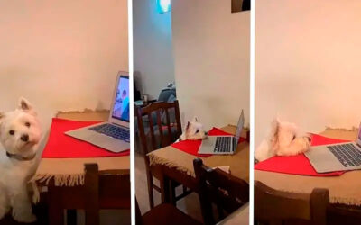 Cachorrinho-apaixonado-por-videos-parece-uma-crianca-assistindo-no-celular