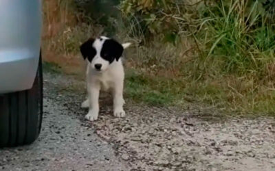 Cachorrinho-corre-atras-de-carro-na-esperanca-de-ser-resgatado