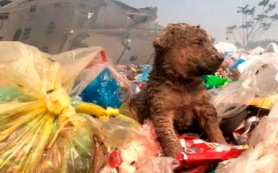 Cachorrinho luta por sua vida depois de ser jogado em um enorme lixão