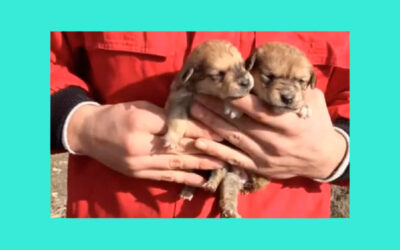 Cachorrinhos-sao-abandonados-em-uma-caixa-na-beira-da-estrada