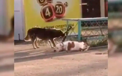 Cachorro-de-rua-ve-outro-cao-preso-e-se-esforca-para-liberta-lo