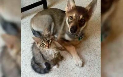 Cachorro-escolhe-um-gatinho-para-adotar-no-abrigo
