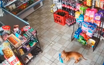Cachorro é “pego em flagrante roubando” salgadinho no mercado