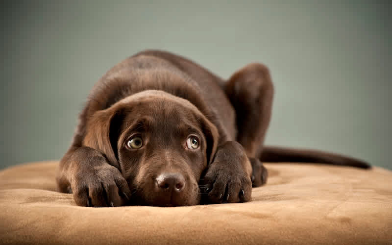 Cachorro leal continua esperando no leito do hospital, sem perceber que o homem se foi para sempre Cachorro-leal-continua-esperando-o-tutor