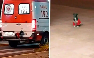 Cachorro-leal-invade-ambulancia-para-acompanhar-seu-humano-ate-o-hospital