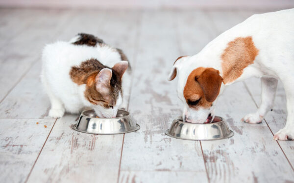 Cachorro pode comer ração para gatos?