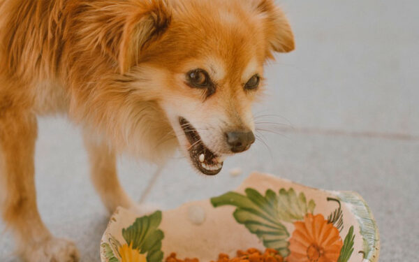 Cachorro pode comer ração para gatos?