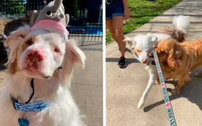 Cachorro sempre bate no focinho do colega cego e surdo para orientá-lo no dia-a-dia